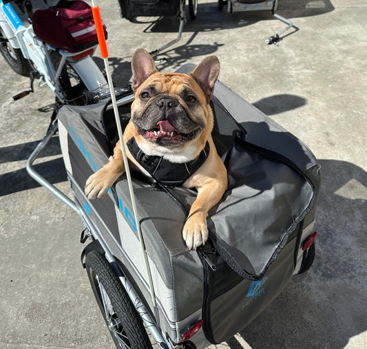 Using an Electric Bike Dog Carrier | Lectric eBikes